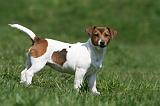 JACK RUSSEL 041